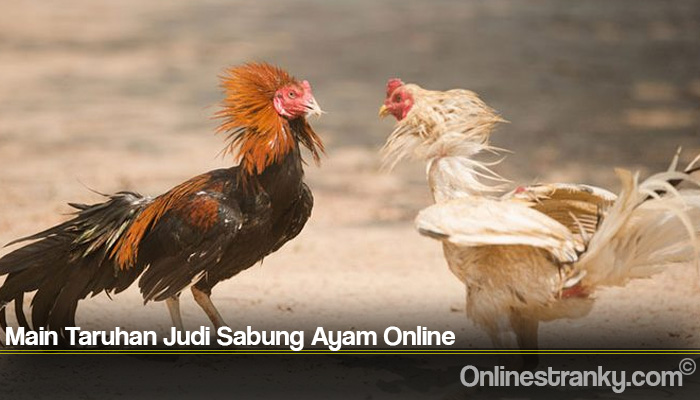 Main Taruhan Judi Sabung Ayam Online